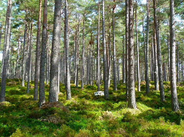 Skrytý nepřítel – klíště obecné